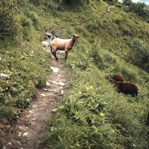 Begegnung mit Tieren auf einem Bergpfad