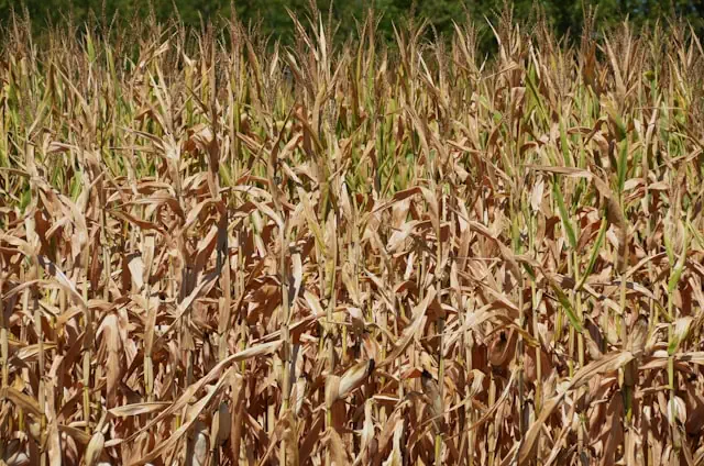 Ausgetrocknetes Maisfeld